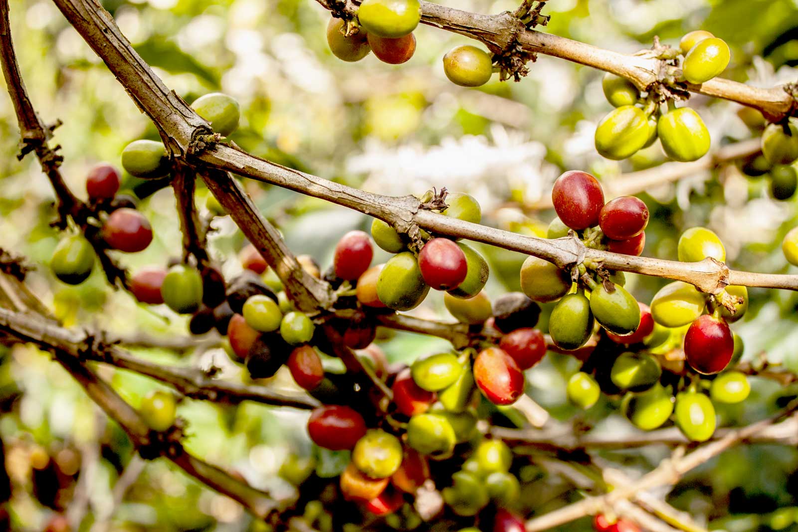 Mec Coffee Wholesale Coffee Distributor Florida