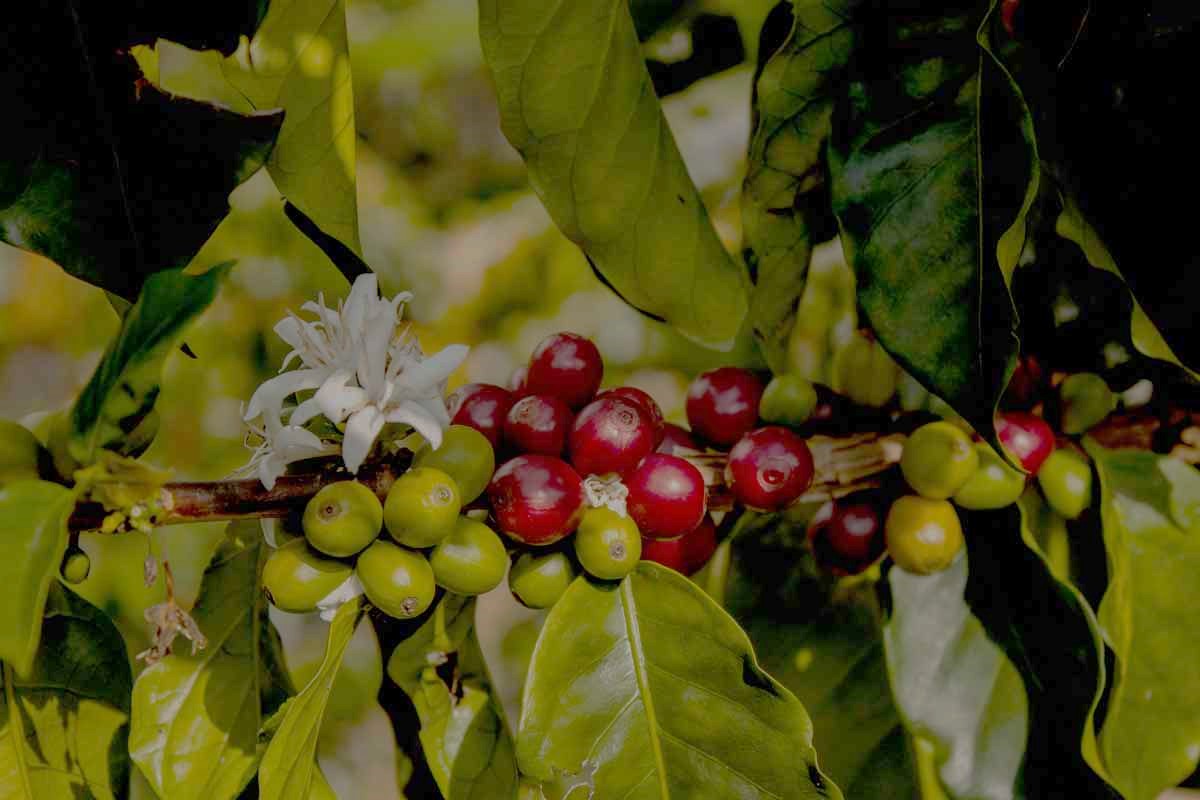 Mec Coffee Wholesale Coffee Distributor Florida